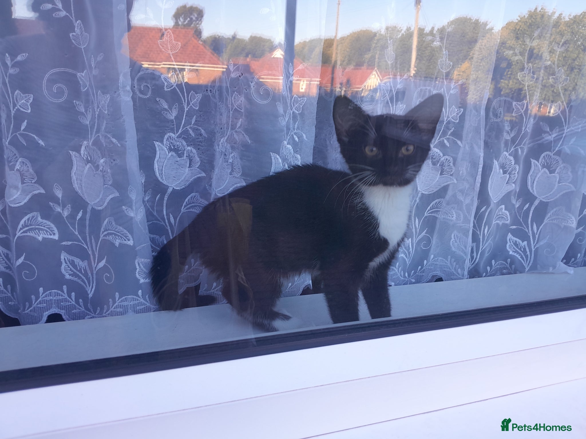 British Shorthair cats Girl lovely black and white fluffy kitten - Advert 2