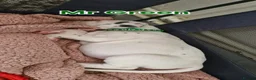 Mixed Breed dogs for sale: Dalmatian cross  - Advert 9