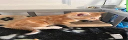 Mixed Breed cats for sale: 5 beautiful kittens   - Advert 4