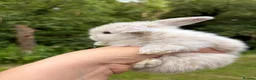 Mini Lop rabbits for sale: Female mini lop  - Advert 3