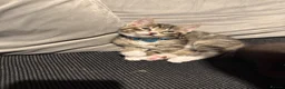 Ragcoon cats for sale: RAGCOON (sealpoint ragdoll mum-dad -Mainecoon) - Advert 9