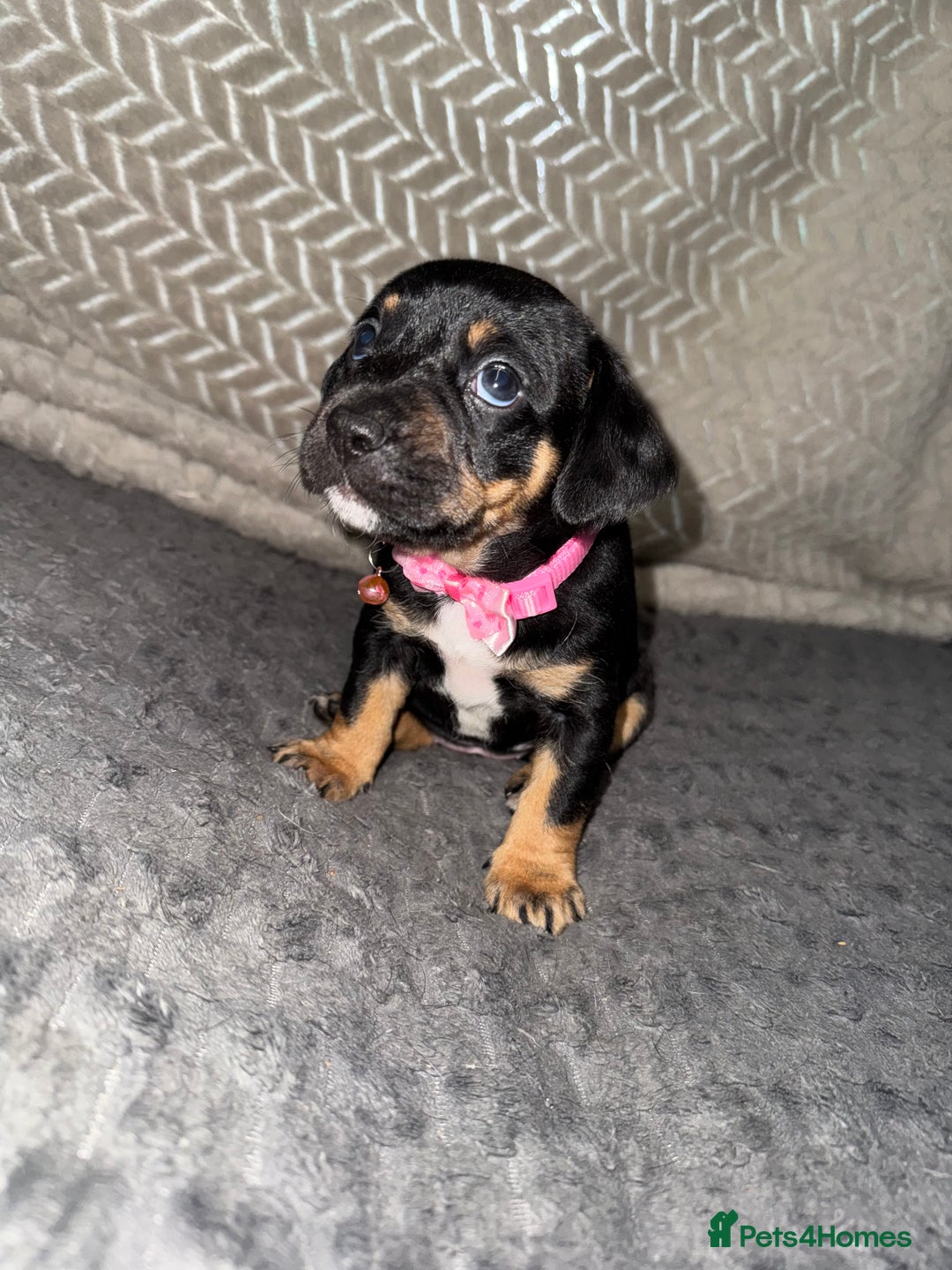 Mixed Breed dogs for sale: 🐾 Beautiful French Bull Weiners 🐾  - Advert 31