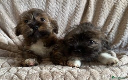 Mixed Breed dogs for sale: 2 absolutely gorgeous Shih tzu x Jack Russell  - Image 1