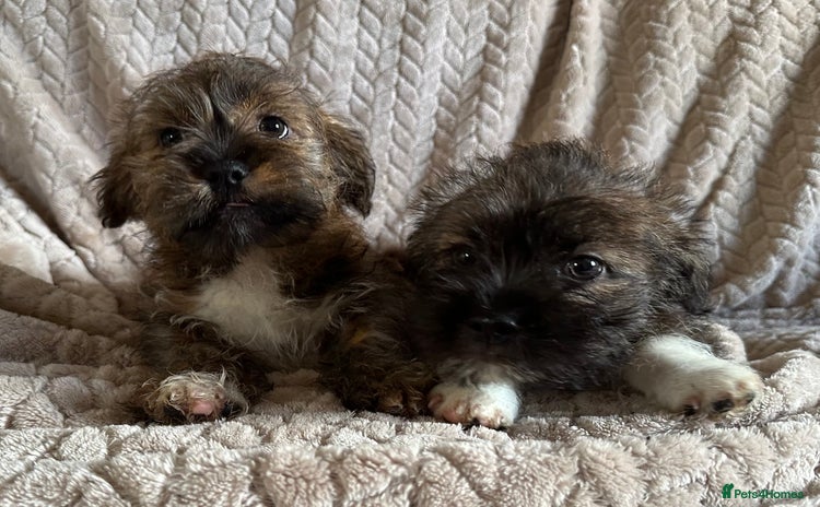 Mixed Breed dogs - Advert 1