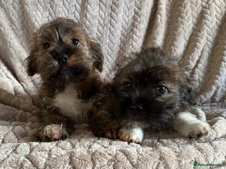 Mixed Breed dogs - Advert 12