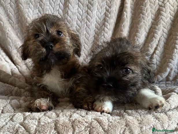Mixed Breed dogs - Advert 1