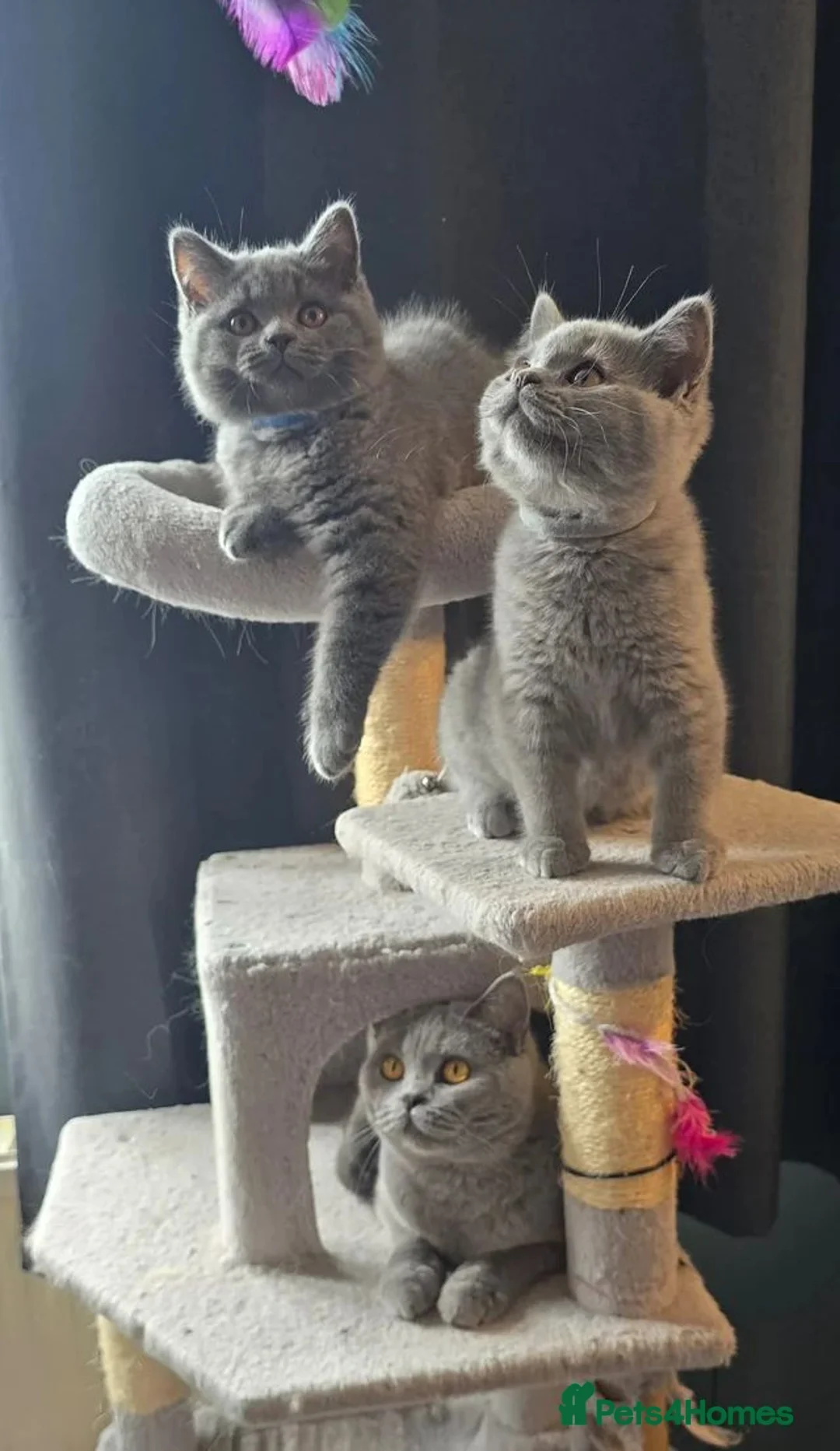 British Shorthair cats for sale: Gorgeous GCCF Registered British Shorthair Boy  - Advert 9