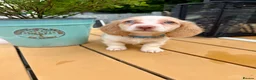 Miniature Dachshund dogs for sale: Piebald & Cream Longhairs  - Advert 13