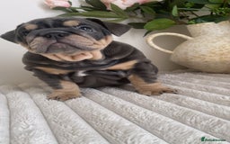 English Bulldog dogs for sale: Top quality English bulldog puppies  - Image 11