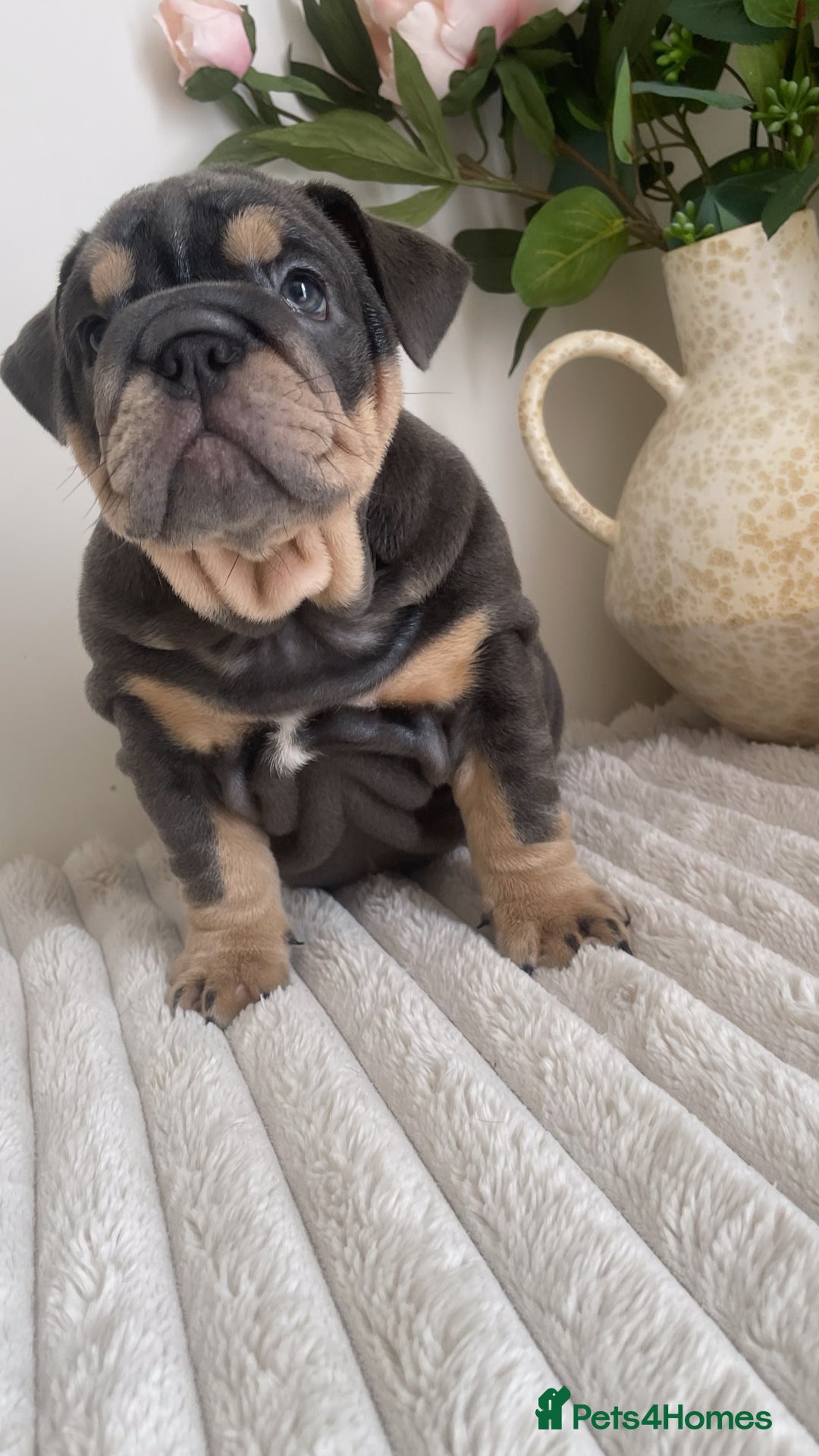 English Bulldog dogs for sale: Top quality English bulldog puppies  - Image 11