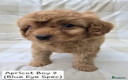 Cavapoo dogs for sale: SWEETEST CAVAPOO PUPPIES  - Image 2