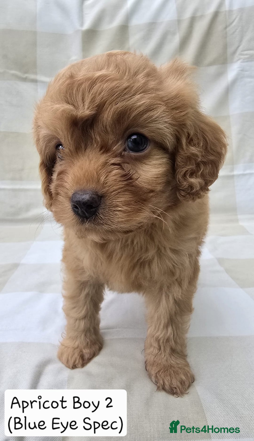Cavapoo dogs for sale: SWEETEST CAVAPOO PUPPIES  - Image 2