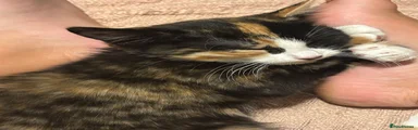 Domestic Shorthair 2