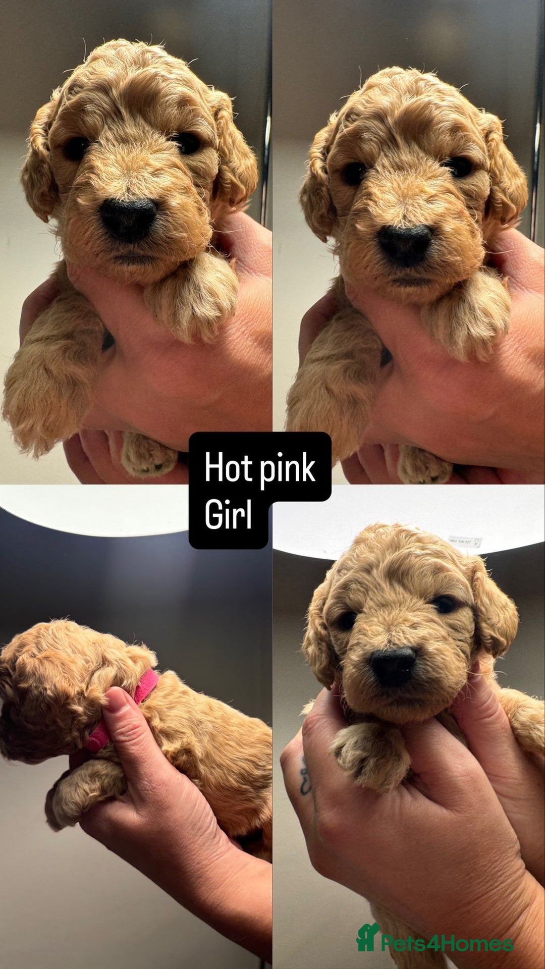 Mixed Breed dogs for sale: Cockapoo/Cavapoo Puppies - Advert 9
