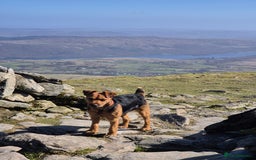 Patterdale Terrier dogs for sale: Patterdale x lakeland pups  - Image 22
