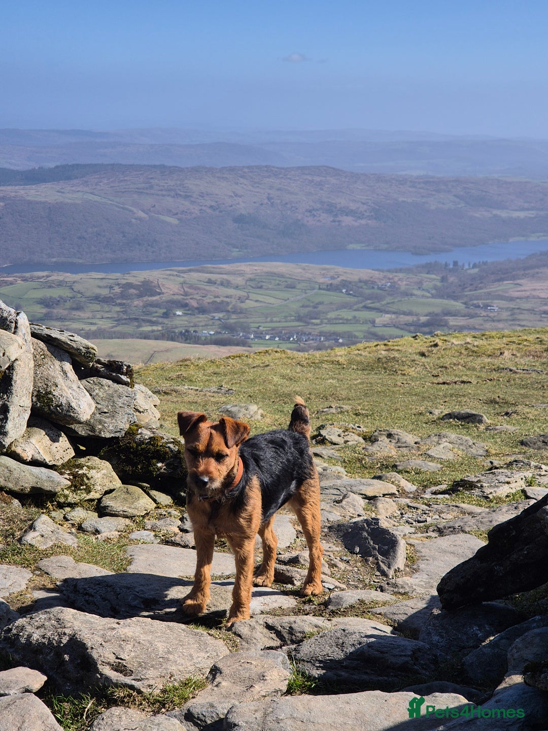 Patterdale Terrier dogs for sale: Patterdale x lakeland pups  - Image 22