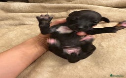 Italian Greyhound dogs for sale: KC Italian Greyhound Puppies  - Image 27