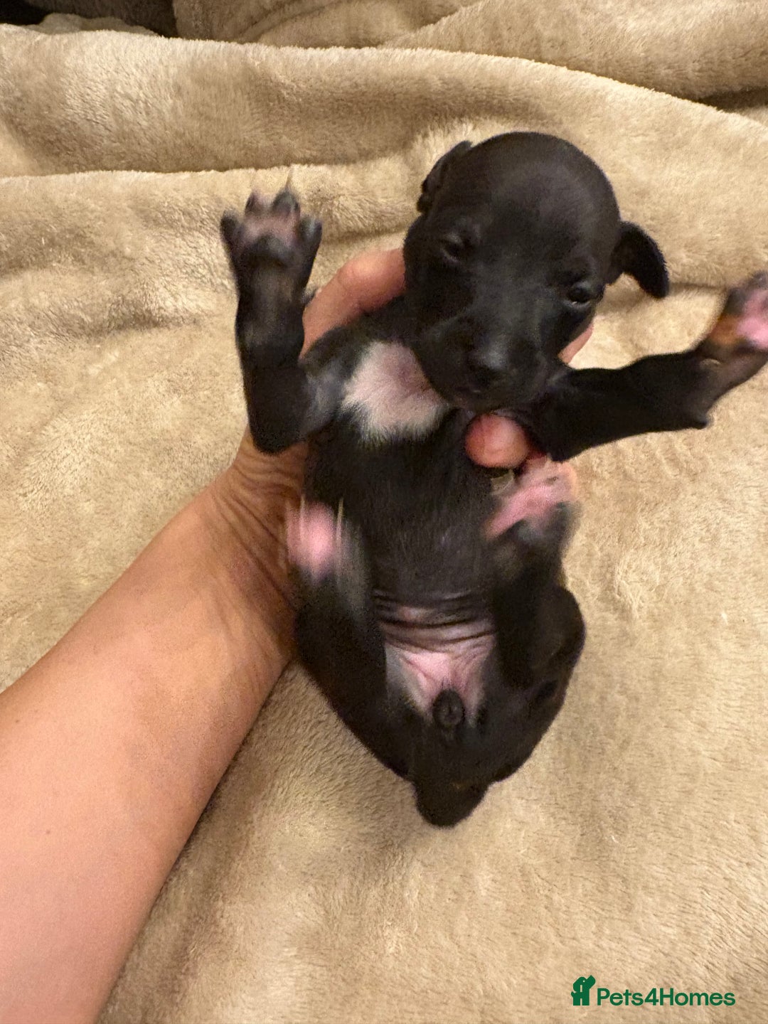 Italian Greyhound dogs for sale: KC Italian Greyhound Puppies  - Image 27