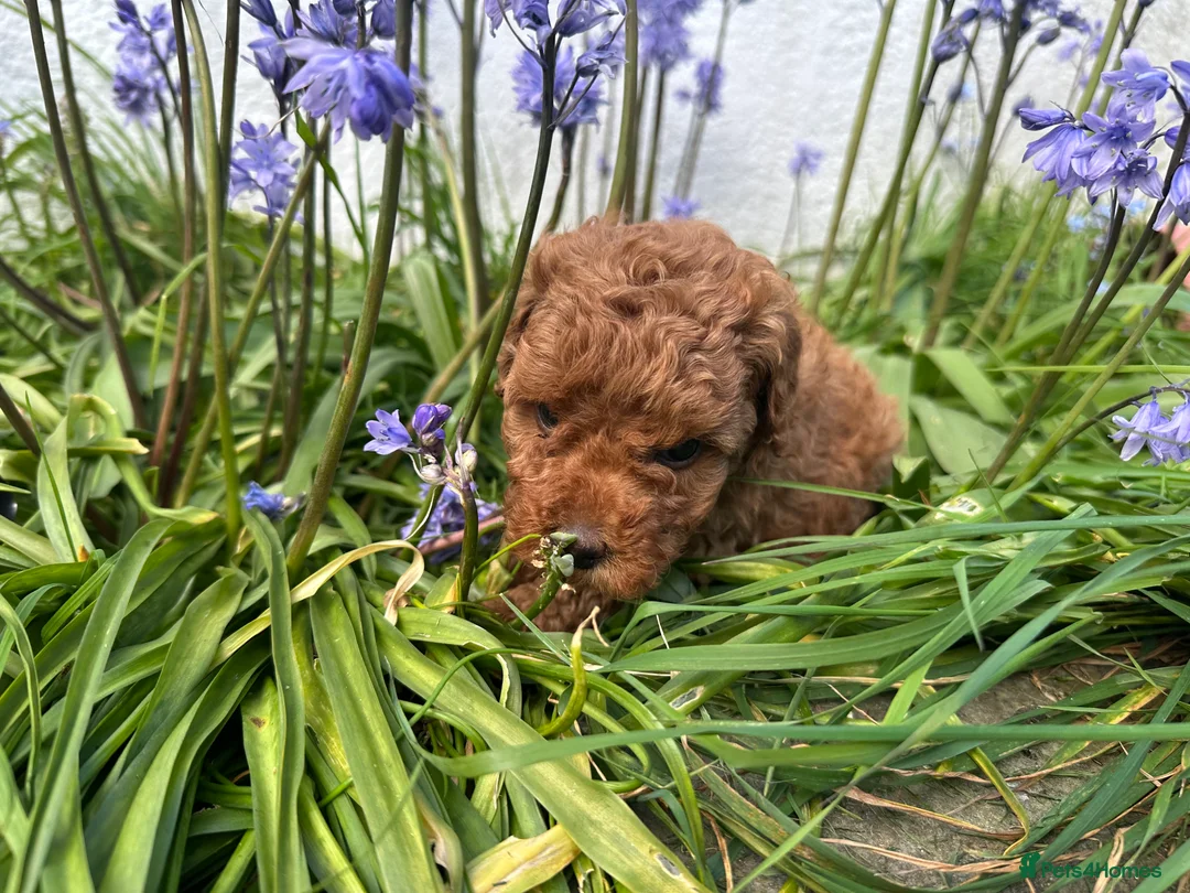 Toy Poodle dogs for sale: Stunning Kc Red Toy Poodles in Hove - Advert 2