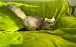 British Longhair cats for sale: Last British Longhair kitten  - Advert 20