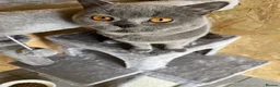 British Shorthair cats for stud: Champion British Blue Import for Stud  - Advert 1