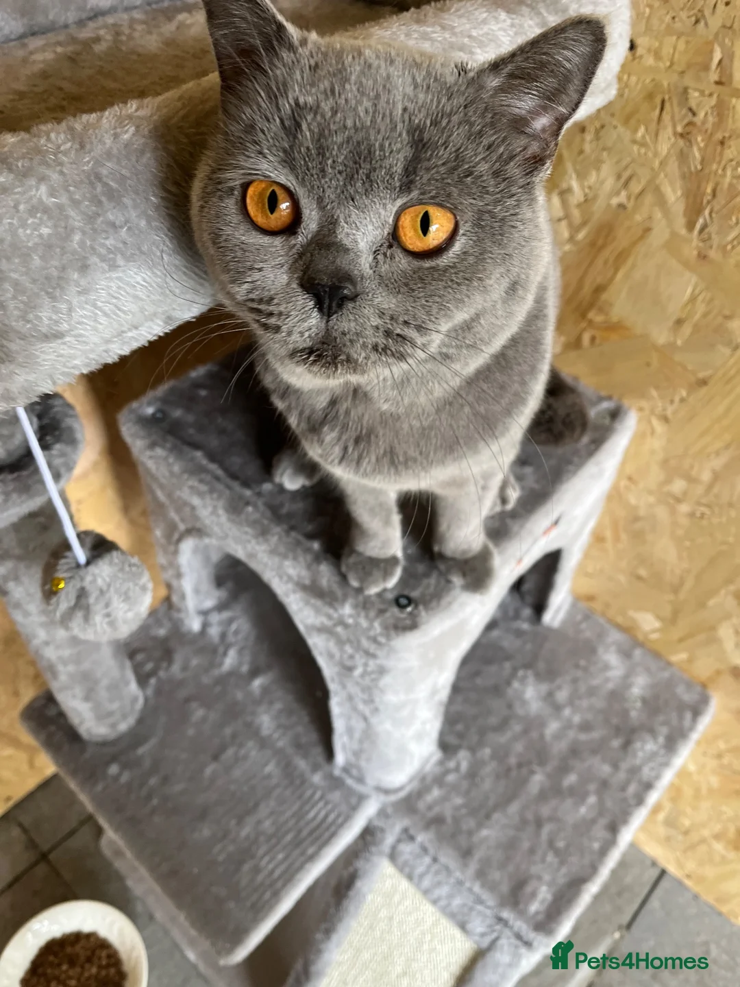 British Shorthair cats for stud: Champion British Blue Import for Stud  - Advert 1