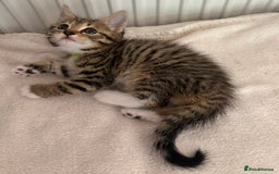Mixed Breed cats for sale: Silver & brown British shorthair / bengal kittens  - Image 18