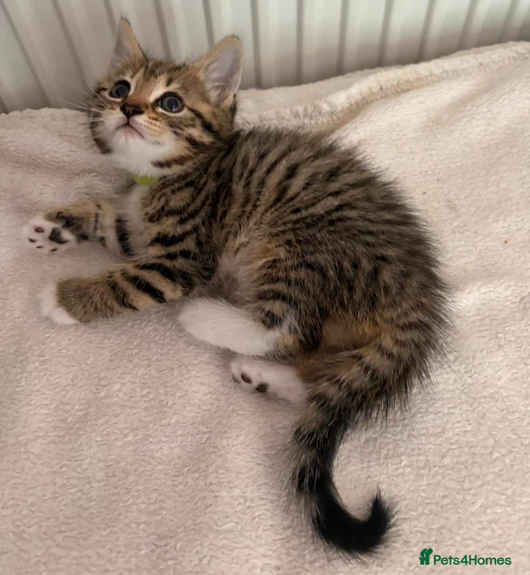 Mixed Breed cats for sale: Silver & brown British shorthair / bengal kittens  - Image 18