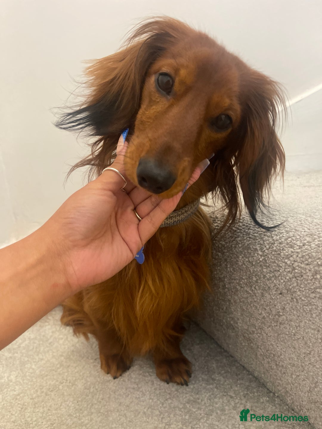 Miniature Dachshund dogs for sale: Amazing Champ Bloodlines Mini Dachshunds ✨ - Image 30