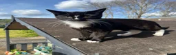 Mixed Breed cats for sale: Black and white kittens for sale - Advert 12