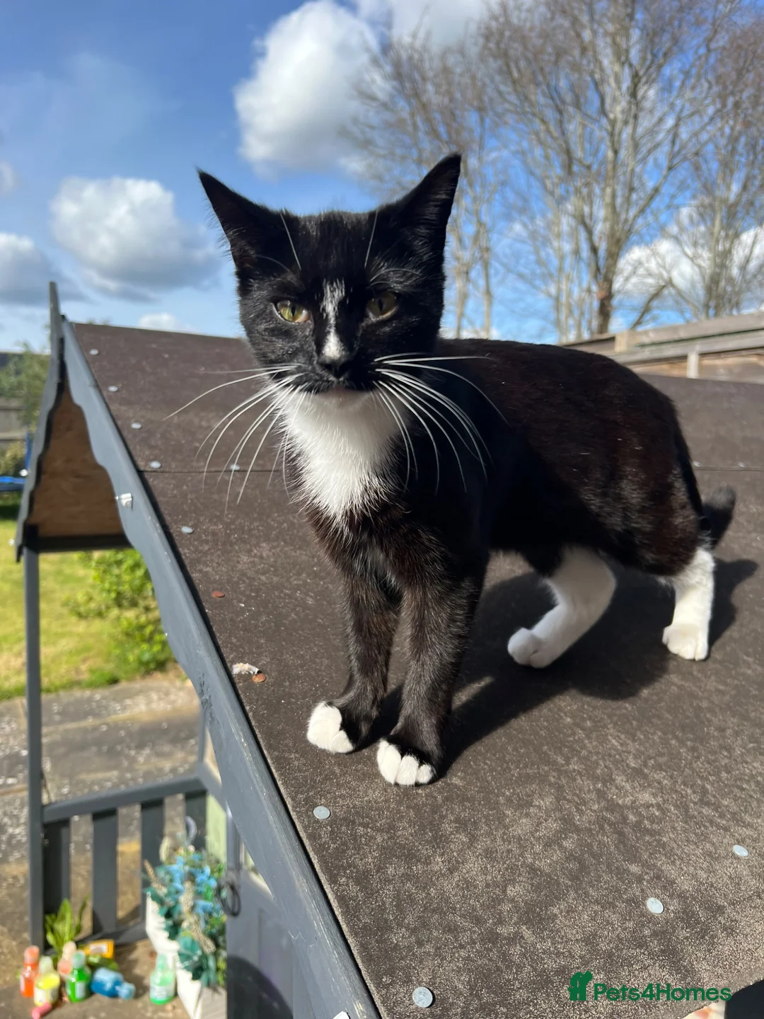 Mixed Breed cats for sale: Black and white kittens for sale - Advert 12