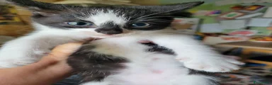 Kitten 1