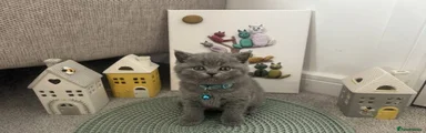 British Shorthair Kitten 2