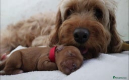 Cavapoo dogs for sale: WANTED CAVAPOO PUPPY - Image 2