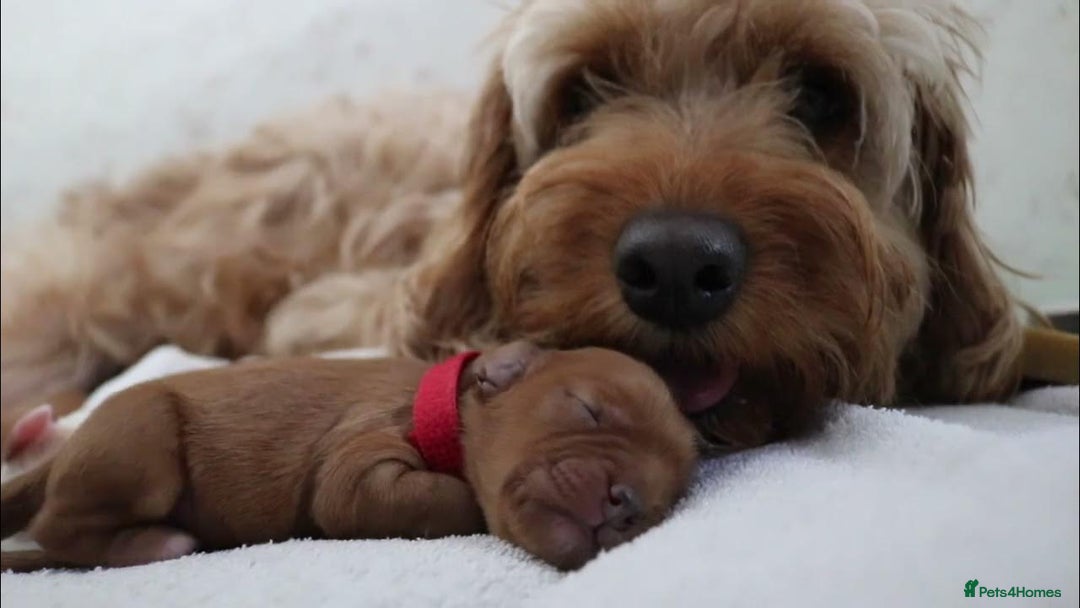 Cavapoo dogs for sale: WANTED CAVAPOO PUPPY - Image 2