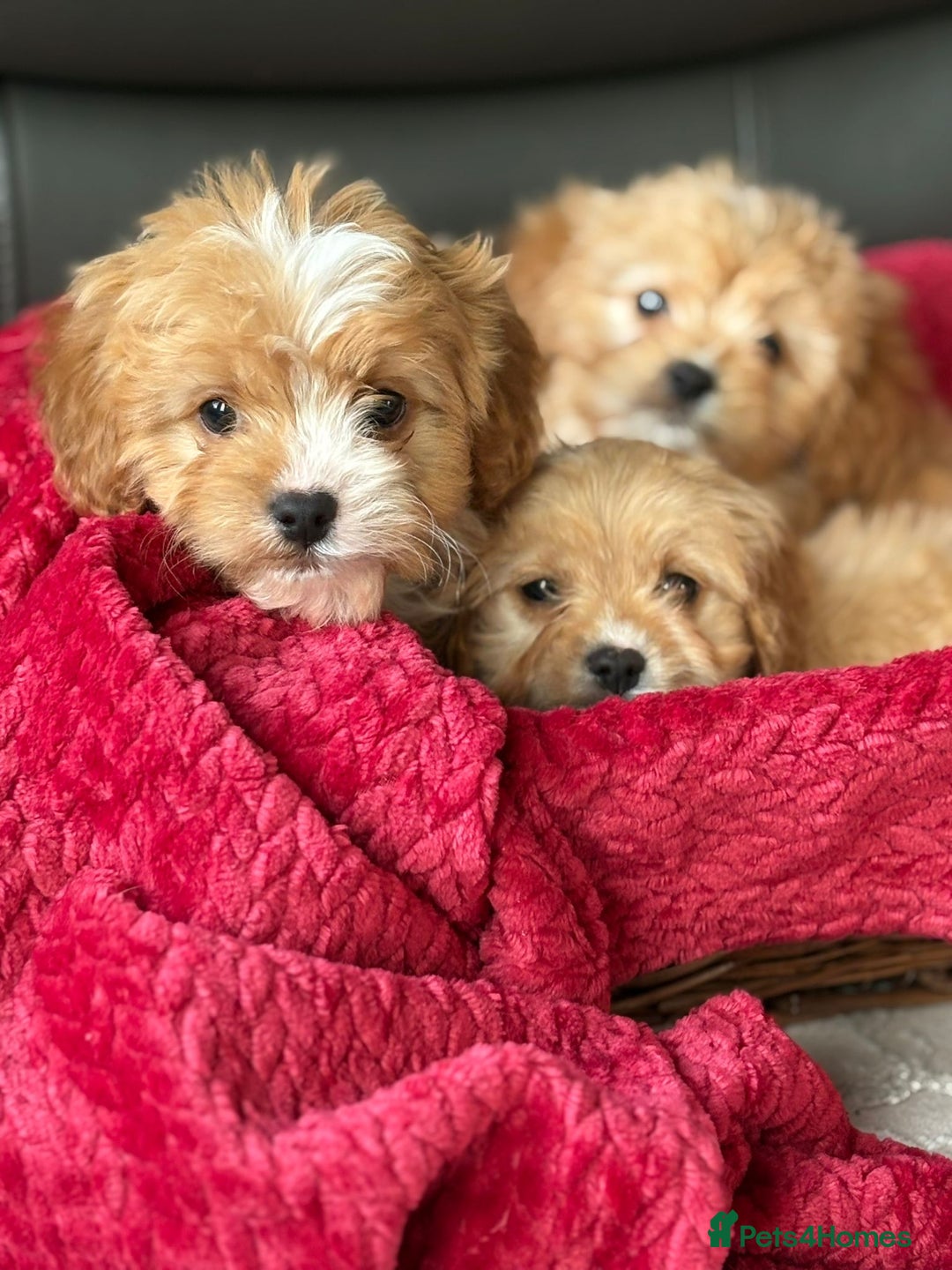 Cavapoo dogs for sale: Beautiful cavapoos ready now - Advert 18