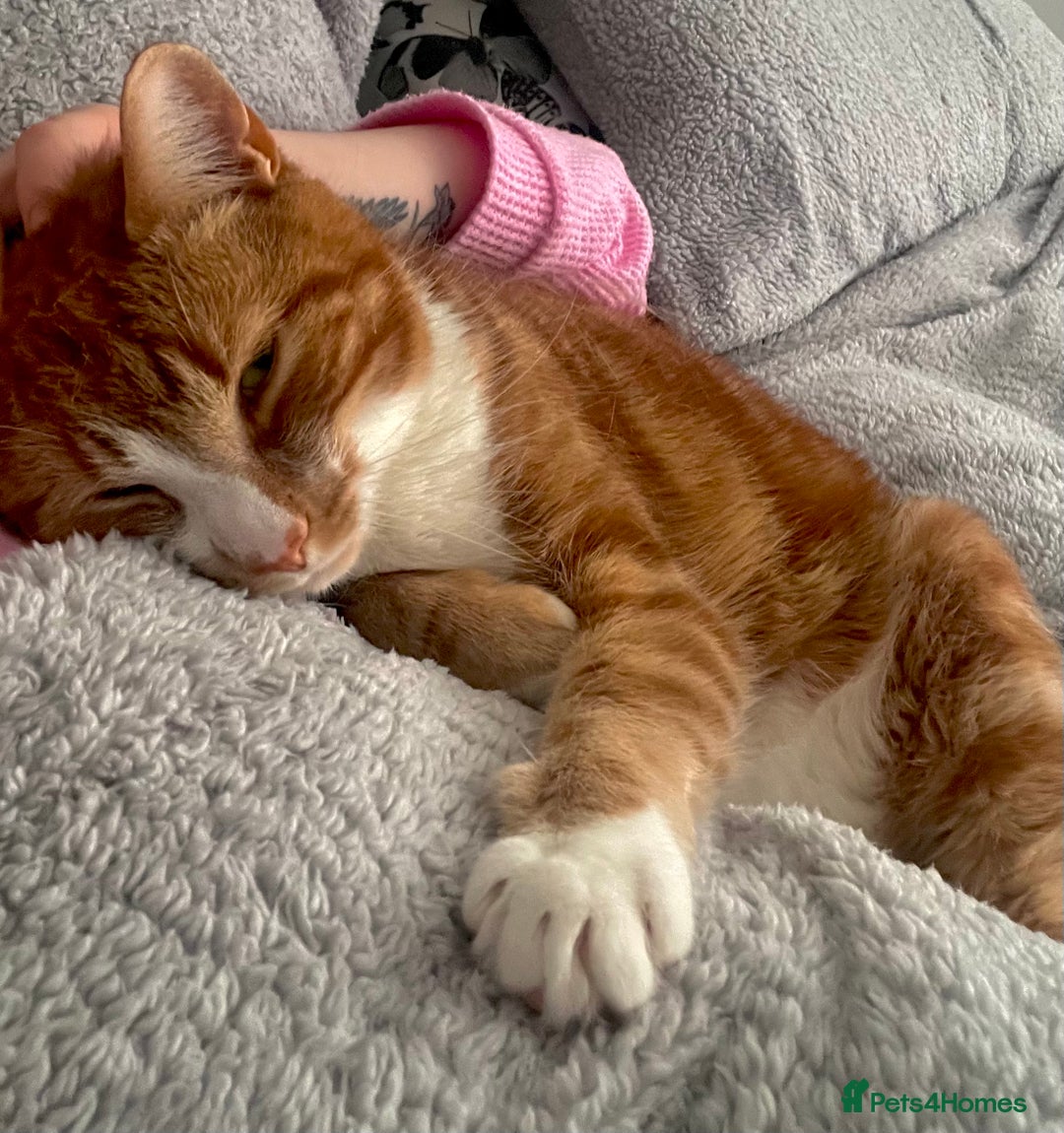Mixed Breed cats for sale: Ginger 5 Year Old Male Cat - Advert 3