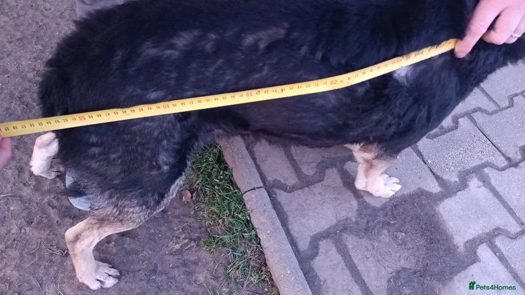 Mixed Breed dogs for adoption: 🐾 RUDY – Waiting for the Life He Deserves 🐾 in Nottingham - Advert 19