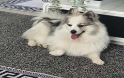 Pomeranian dogs for sale: Girl Pomeranian - Image 1