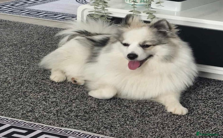 Pomeranian dogs - Advert 10