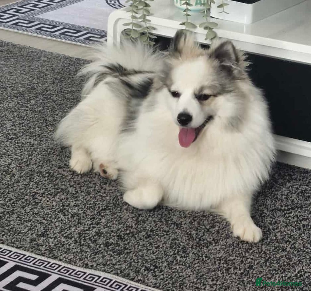 Pomeranian dogs for sale: Girl Pomeranian - Image 1