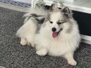 Pomeranian dogs - Advert 13