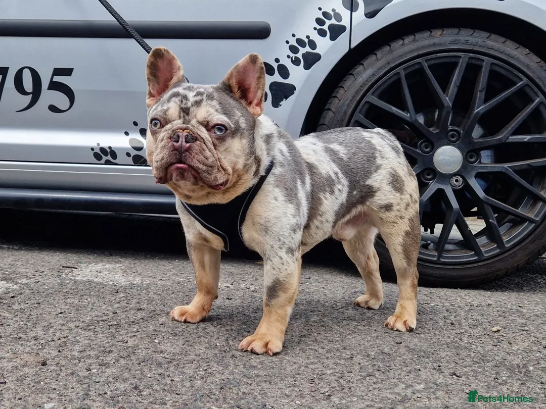 French Bulldog dogs for stud: ** RogueRoyales Zeus ** Fully Suited Lilac Merle  in Wolverhampton - Advert 2