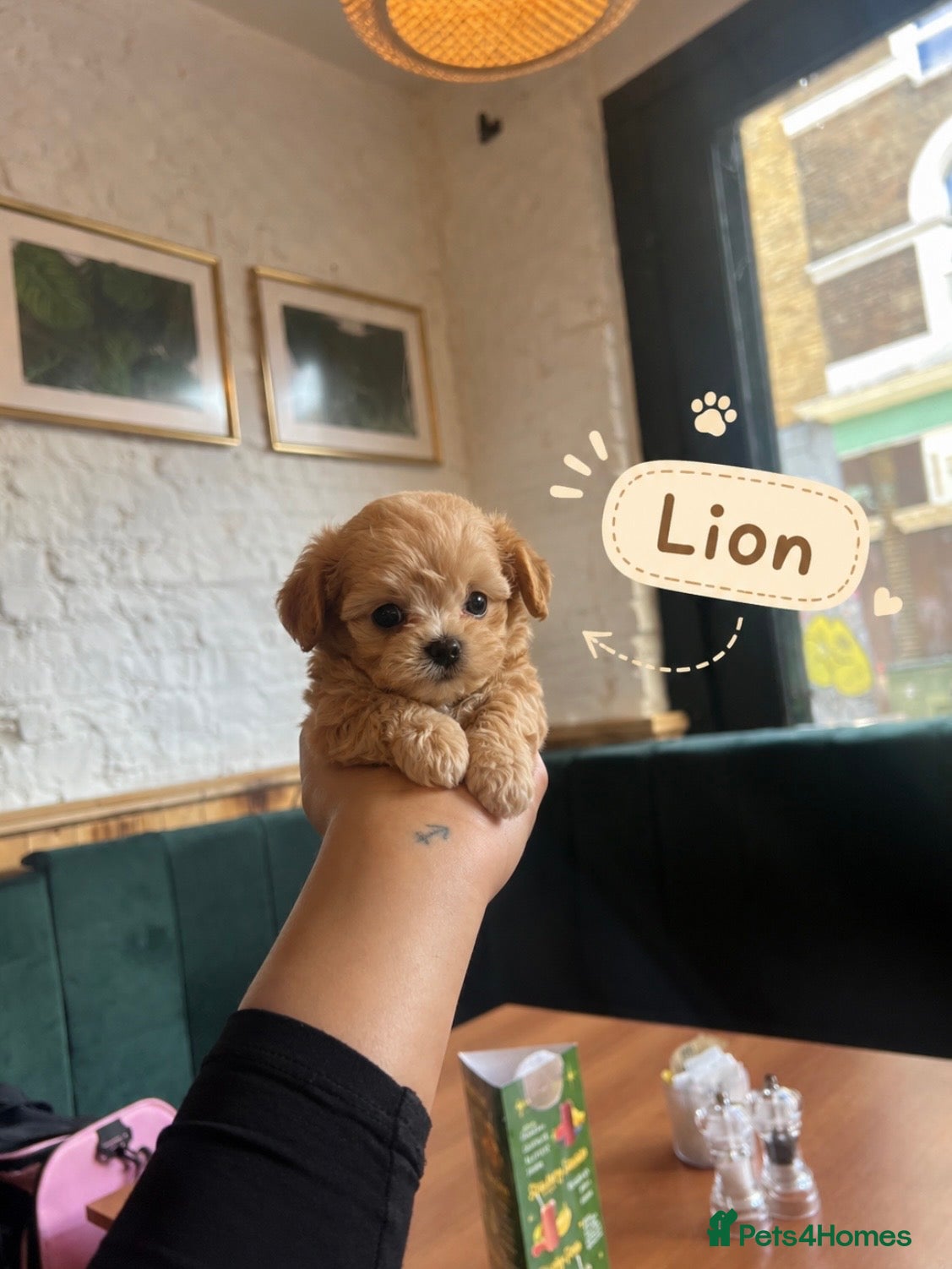 Maltipoo dogs 2 BOY LEFT RARE Tiny F1B Maltipoo Puppies 5 Weeks - Advert 1