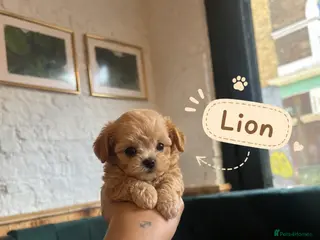 Maltipoo dogs 2 BOY LEFT RARE Tiny F1B Maltipoo Puppies 5 Weeks - Advert 1