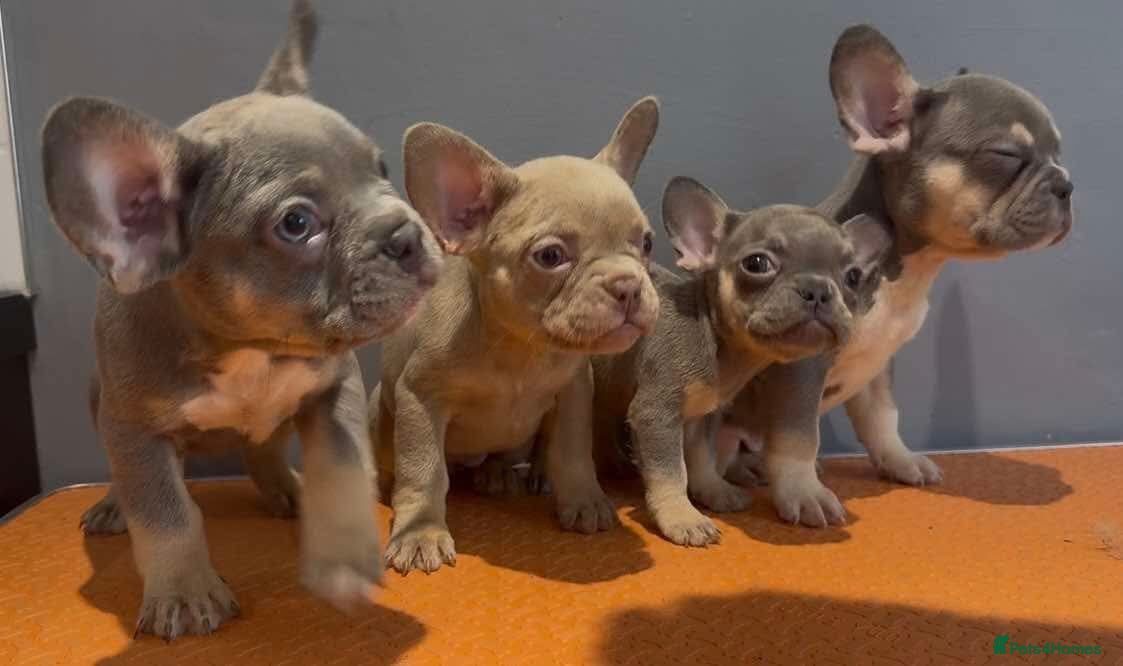 French Bulldog dogs Beautiful French bulldog pups - Advert 4