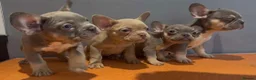 French Bulldog dogs for sale: Beautiful French bulldog pups in Milton Keynes - Advert 1