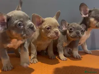 French Bulldog dogs Beautiful French bulldog pups - Advert 4