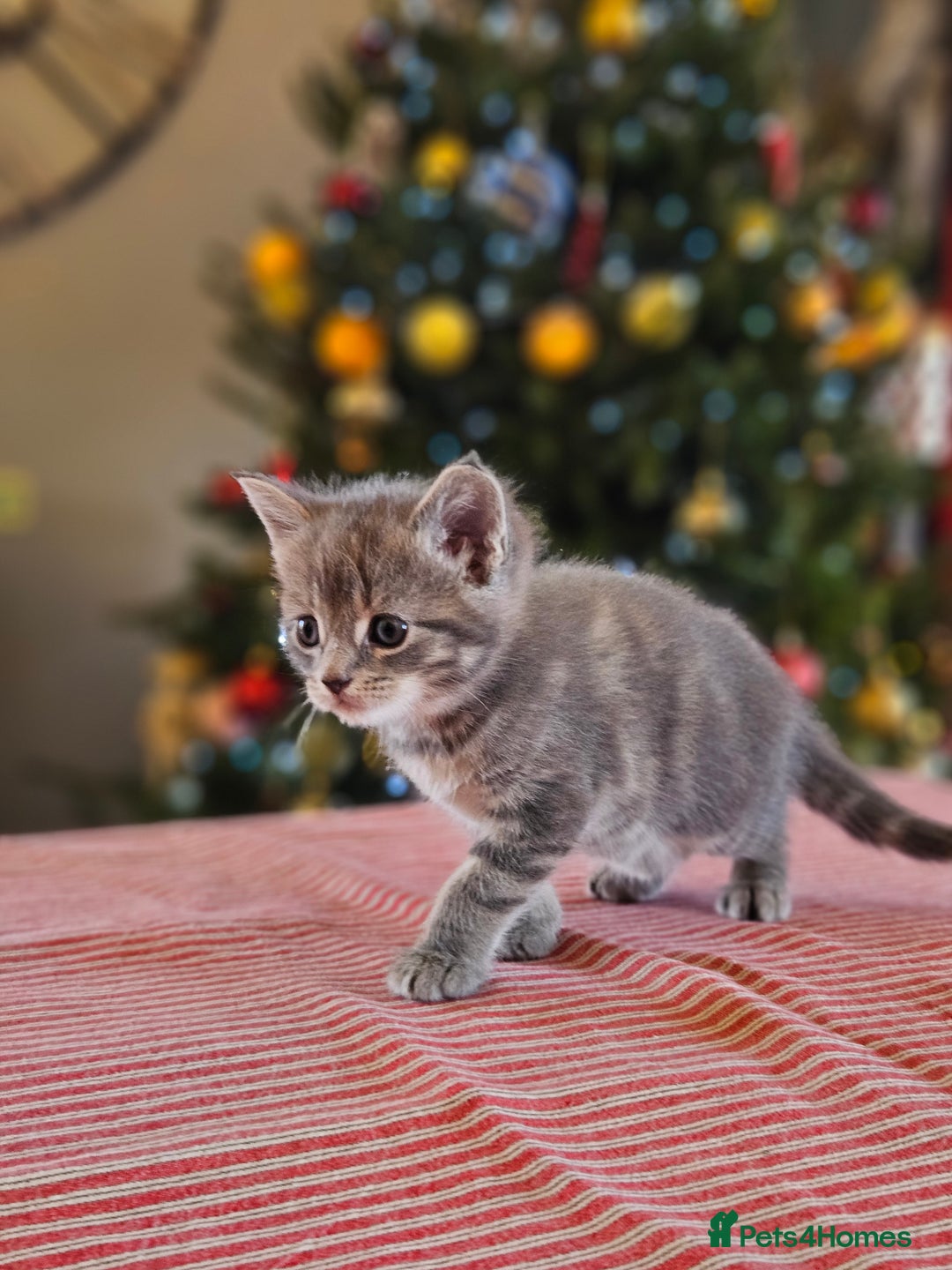 Maine Coon cats for sale: Adorable Maine Coon cross litter for sale - Advert 2