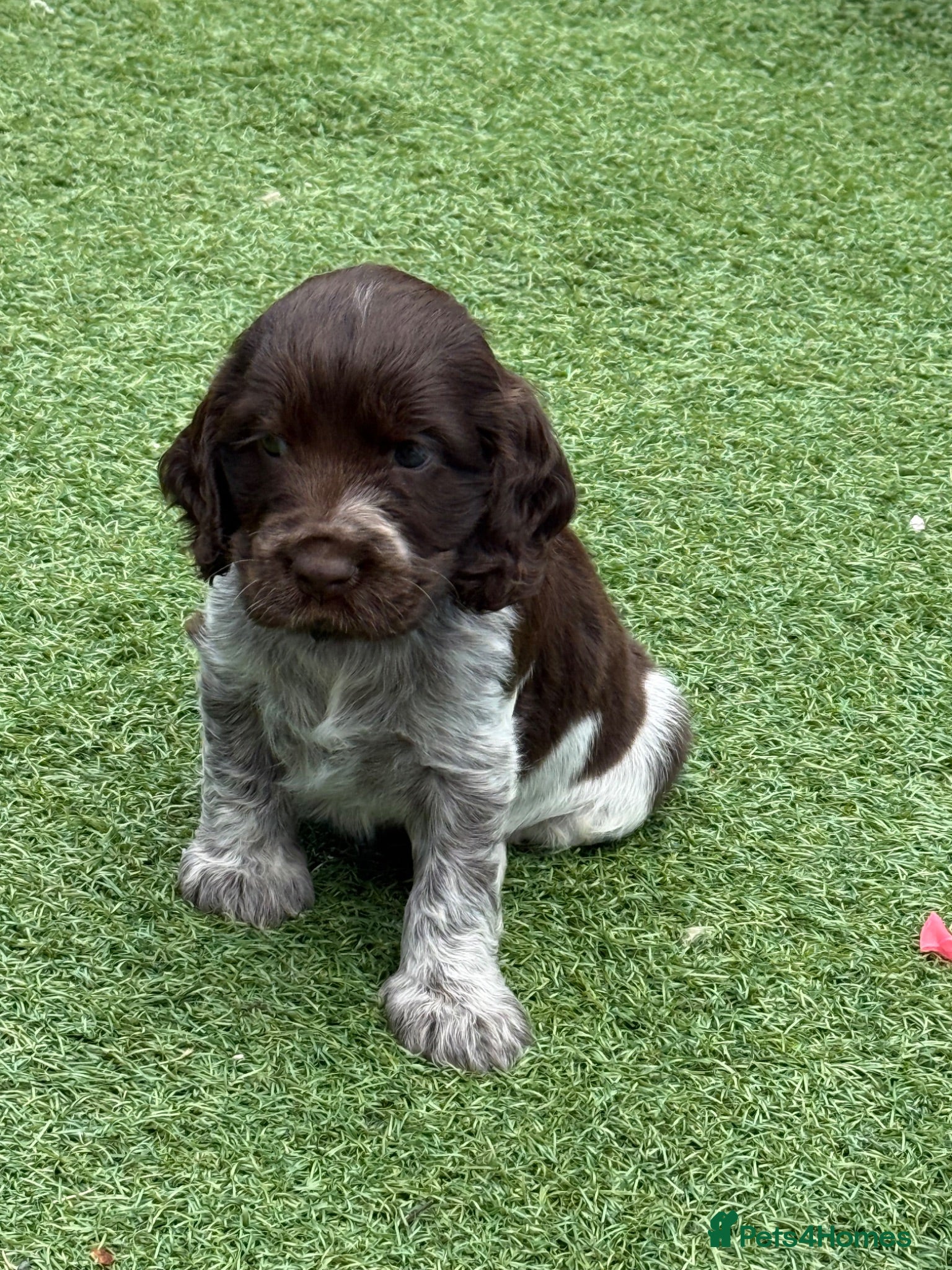 Cocker Spaniel dogs Amazing KC registered Show cocker spaniels - Advert 1